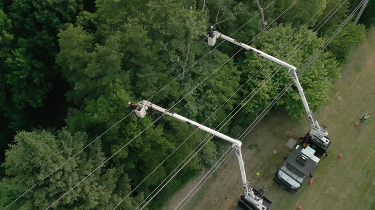 Tree and Shrub Care in Glendale, WI